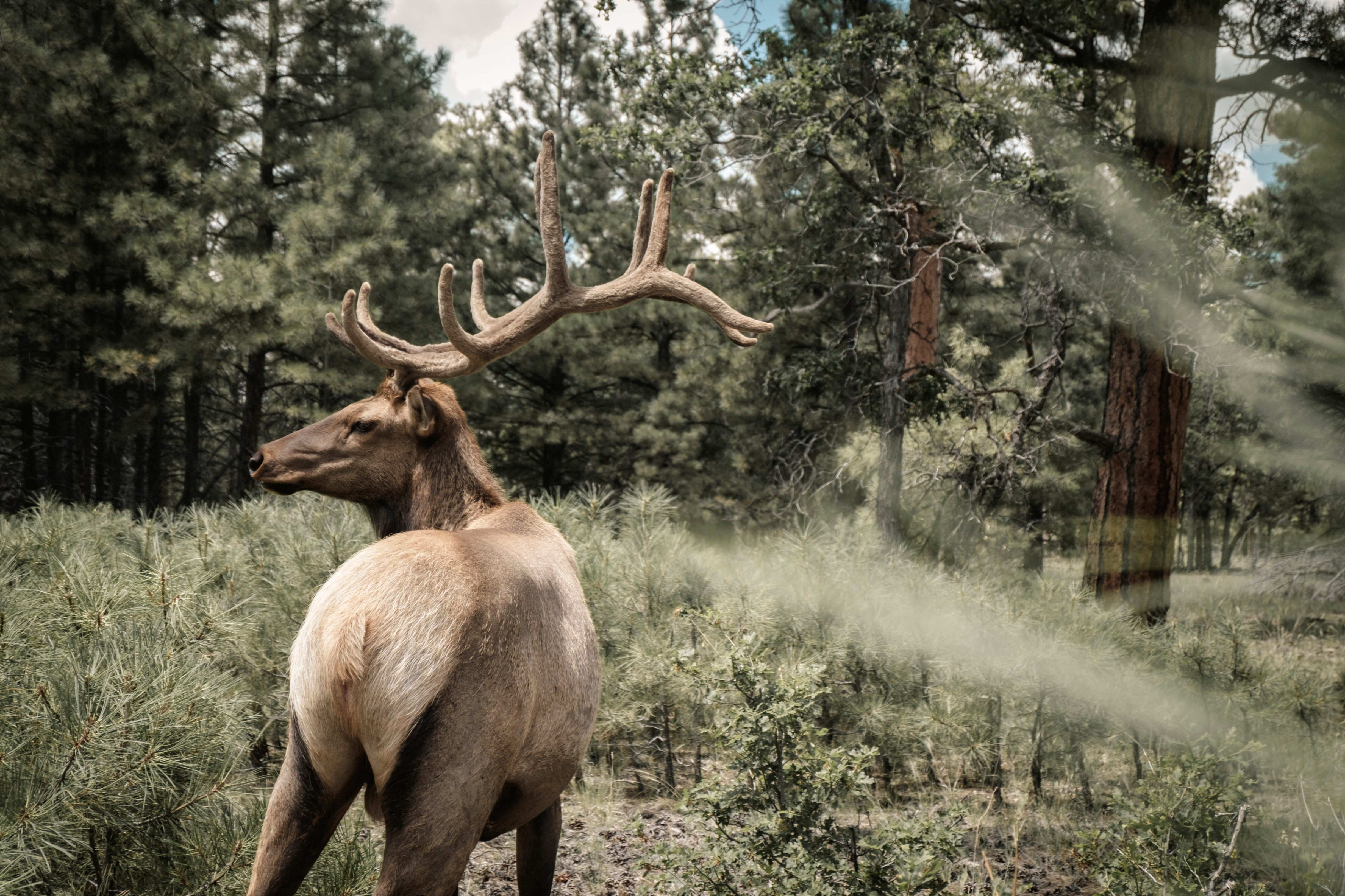 Grand Canyon Deer Farm