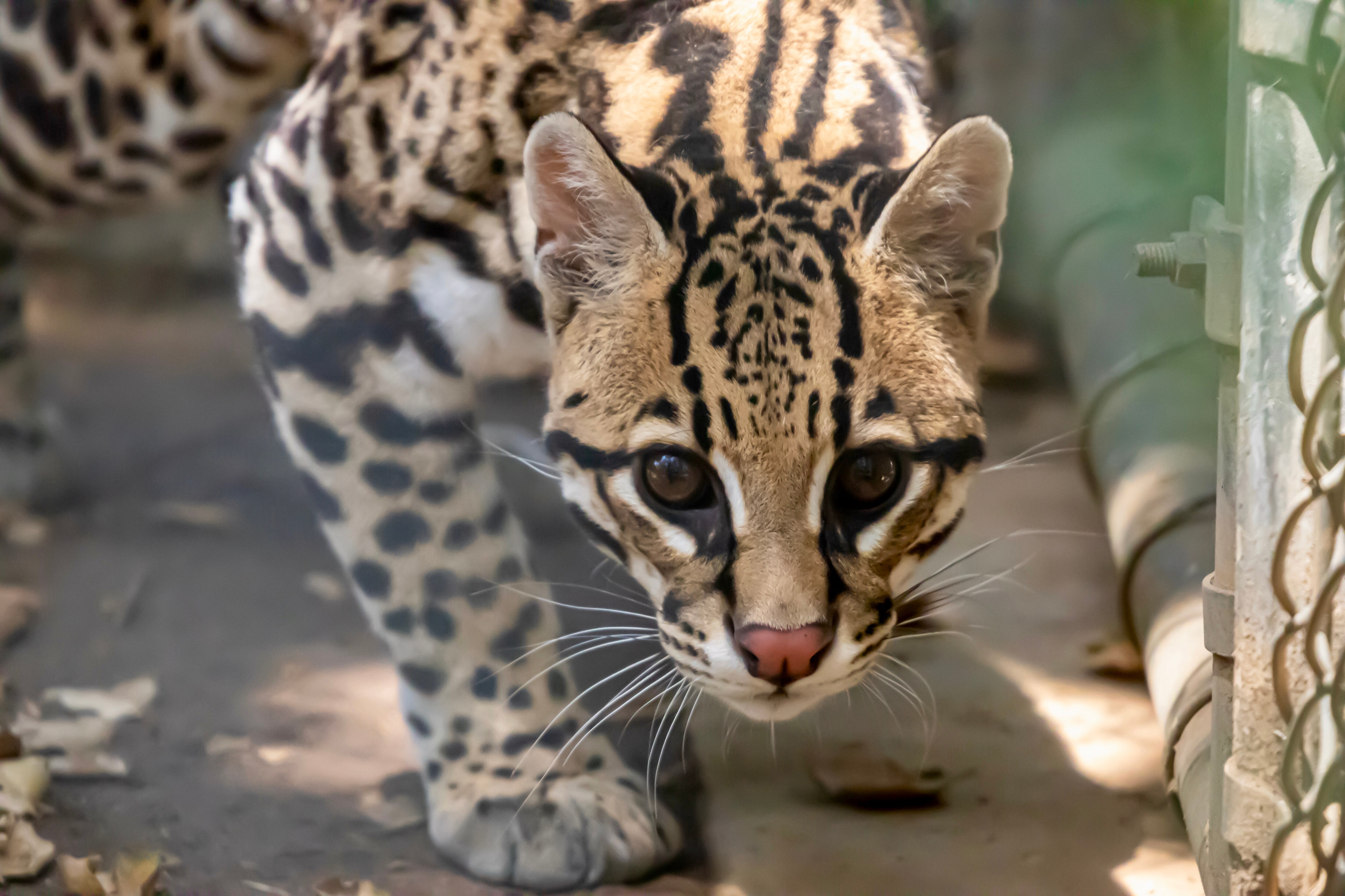 Folsom City Zoo Sanctuary