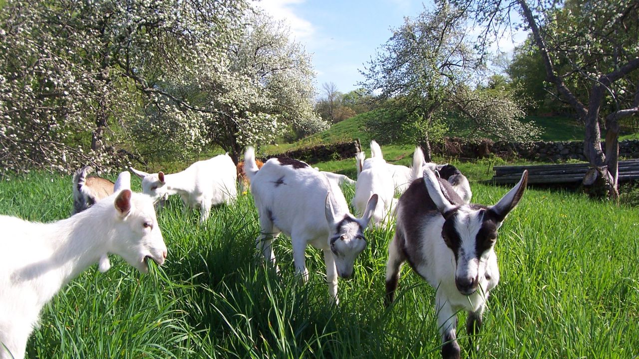 Goats and cows are the backbone of the Berkshire Cheese Trail. Photo courtesy of Massachusetts Office of Travel & Tourism 