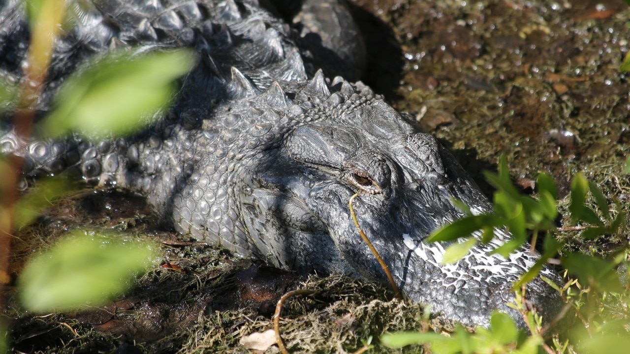An American alligator relaxes at J.N. "Ding" Darling National Wildlife Refuge.